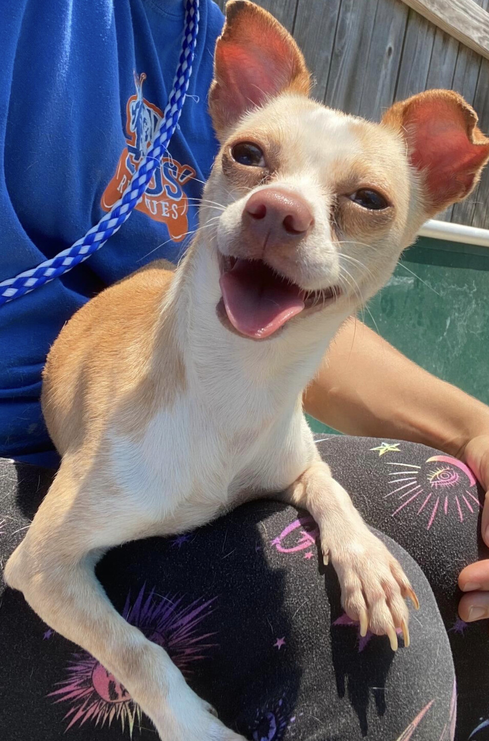 Omelette-Full of Personality, an adoptable Chihuahua in New Orleans, LA, 70115 | Photo Image 2