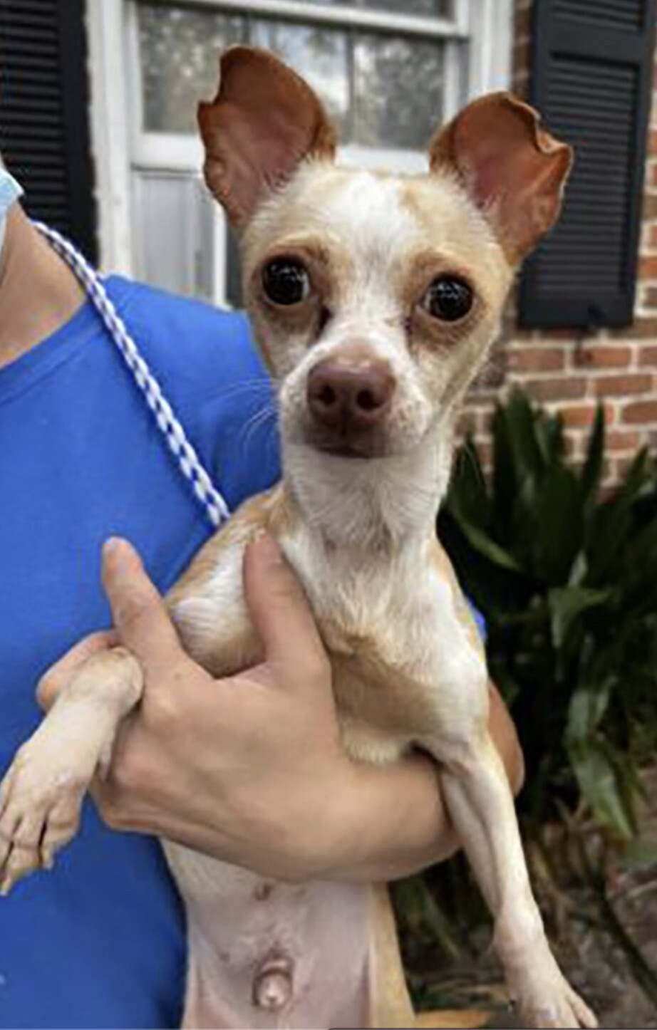 Omelette-Full of Personality, an adoptable Chihuahua in New Orleans, LA, 70115 | Photo Image 3