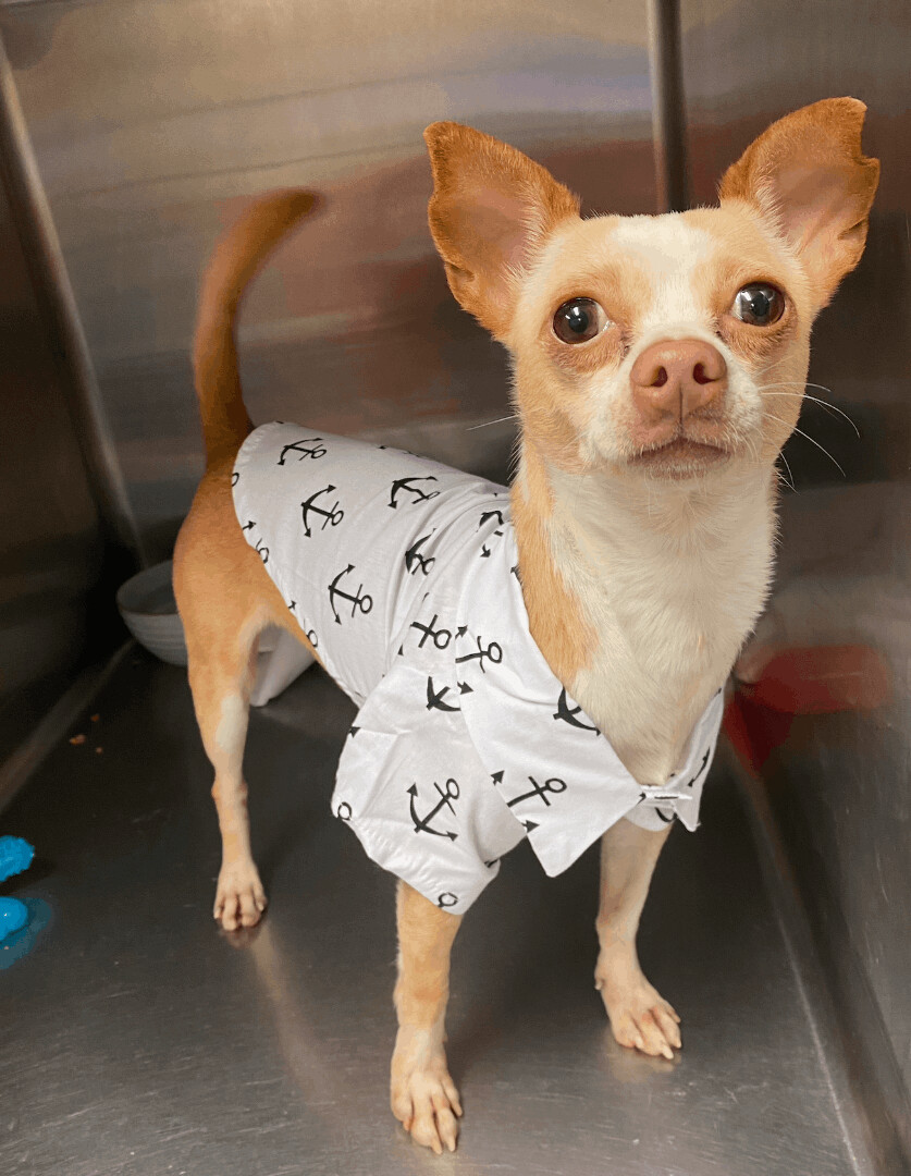 Omelette-Full of Personality, an adoptable Chihuahua in New Orleans, LA, 70115 | Photo Image 1