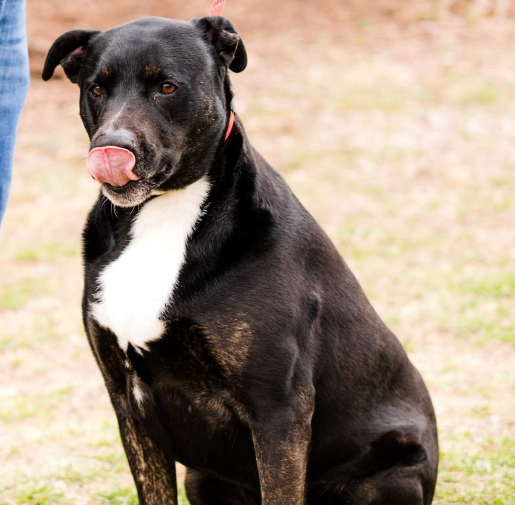 Joffrey, an adoptable Pit Bull Terrier in Murphysboro, IL, 62966 | Photo Image 1