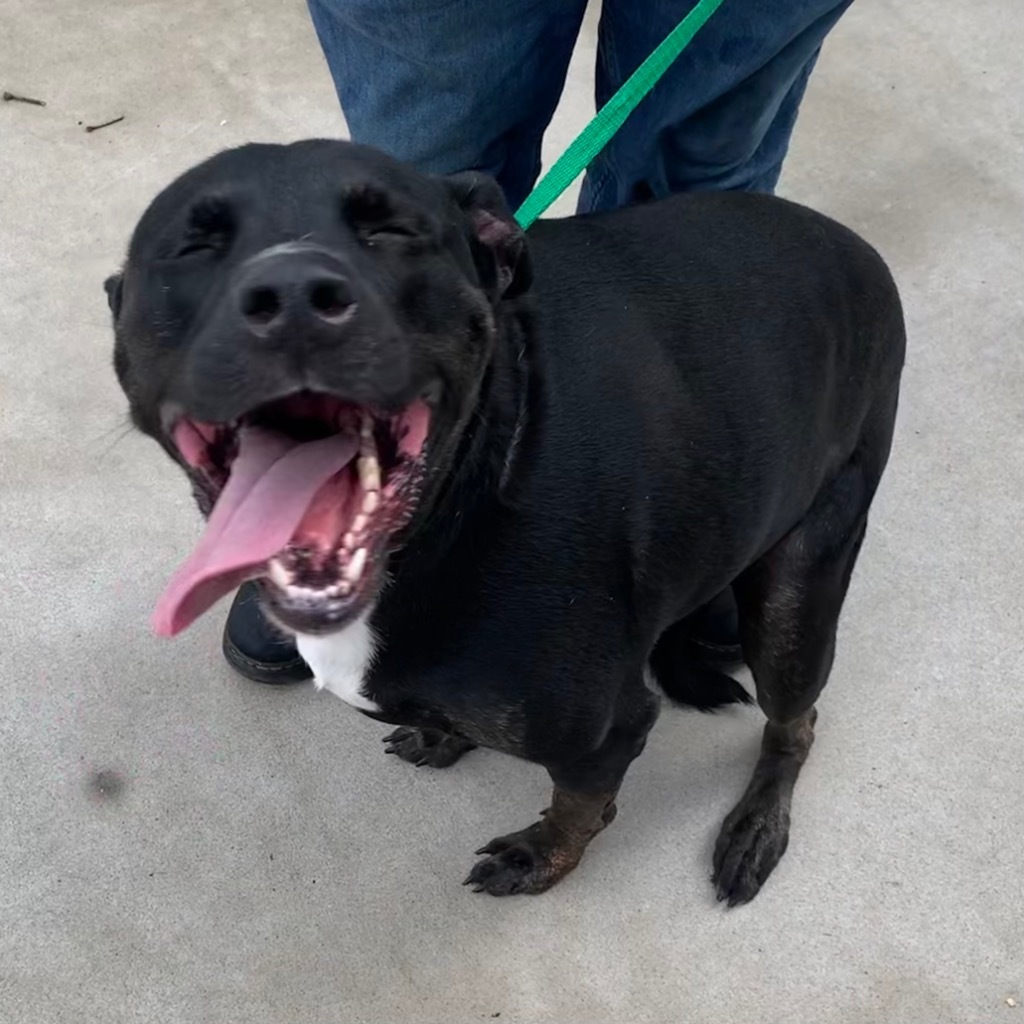 Joffrey, an adoptable Pit Bull Terrier in Murphysboro, IL, 62966 | Photo Image 3