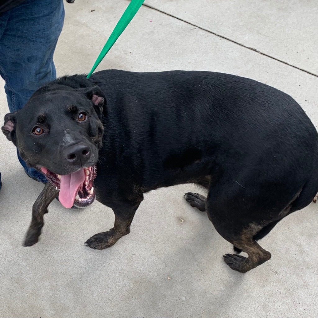 Joffrey, an adoptable Pit Bull Terrier in Murphysboro, IL, 62966 | Photo Image 4