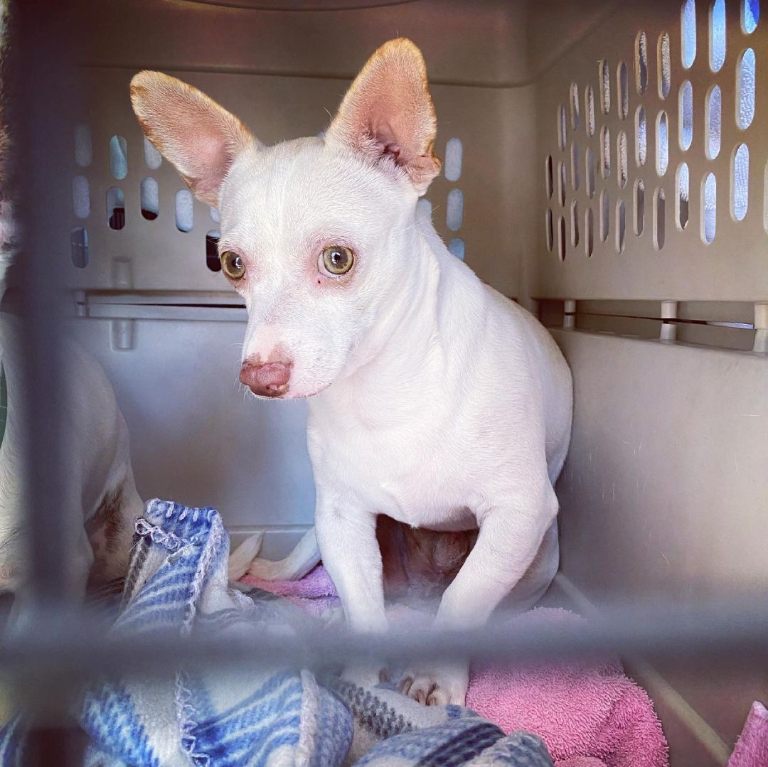 Sammich, an adoptable Chihuahua in Las Vegas, NV, 89104 | Photo Image 1