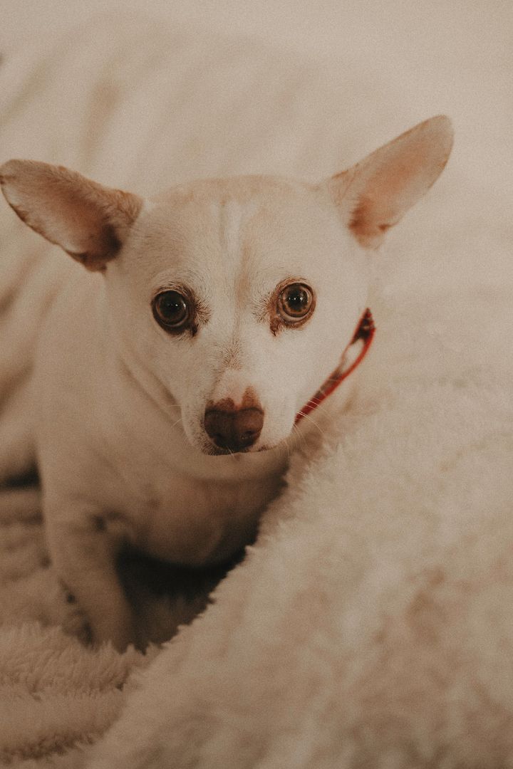 Sammich, an adoptable Chihuahua in Las Vegas, NV, 89104 | Photo Image 3