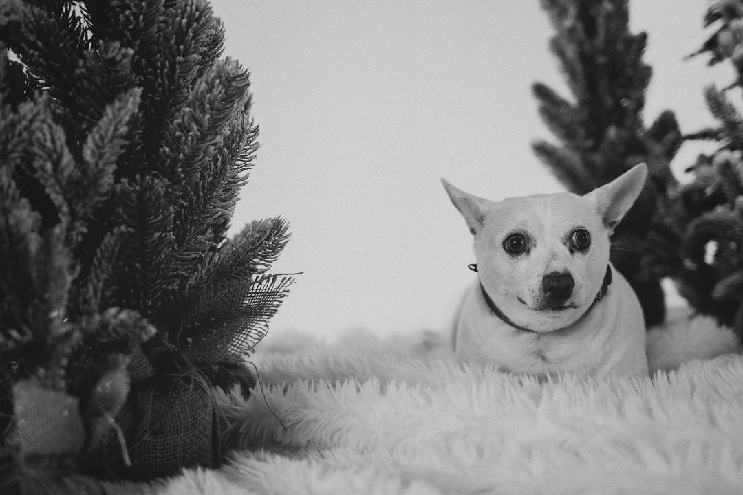 Sammich, an adoptable Chihuahua in Las Vegas, NV, 89104 | Photo Image 4
