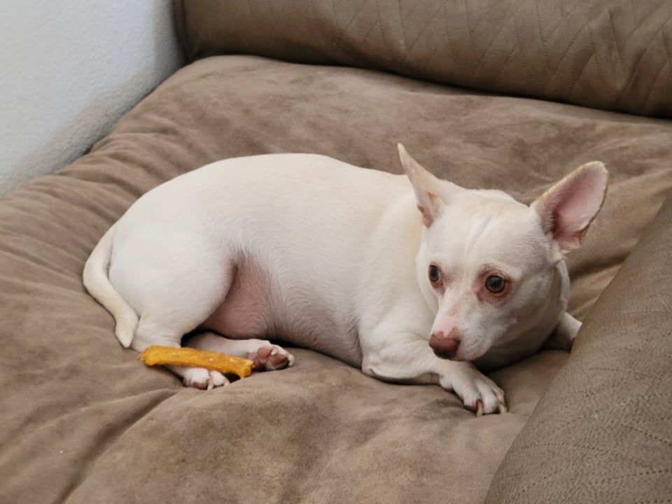 Sammich, an adoptable Chihuahua in Las Vegas, NV, 89104 | Photo Image 6