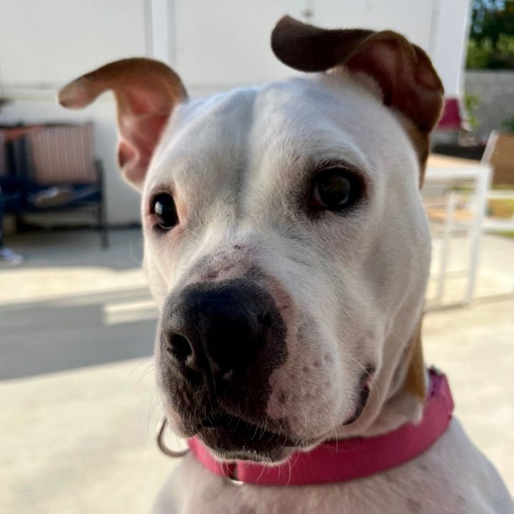 Virgo, an adoptable Pit Bull Terrier in Long Beach, CA_image-2