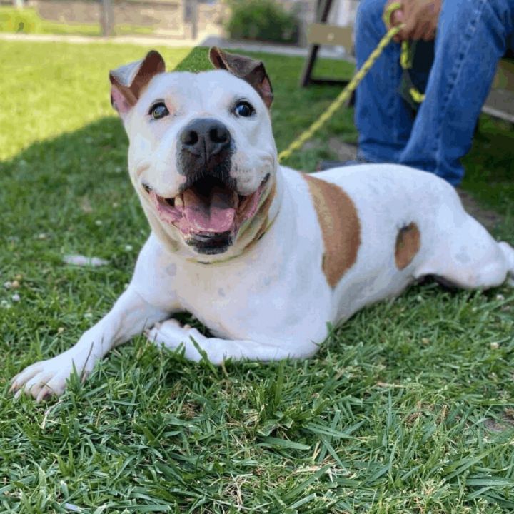 Virgo, an adoptable Pit Bull Terrier in Long Beach, CA_image-3