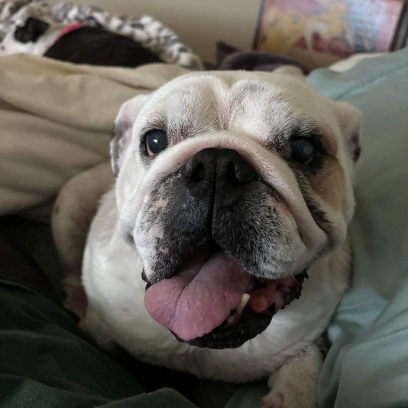 Bubbles , an adoptable English Bulldog in Sacramento, CA, 95833 | Photo Image 2