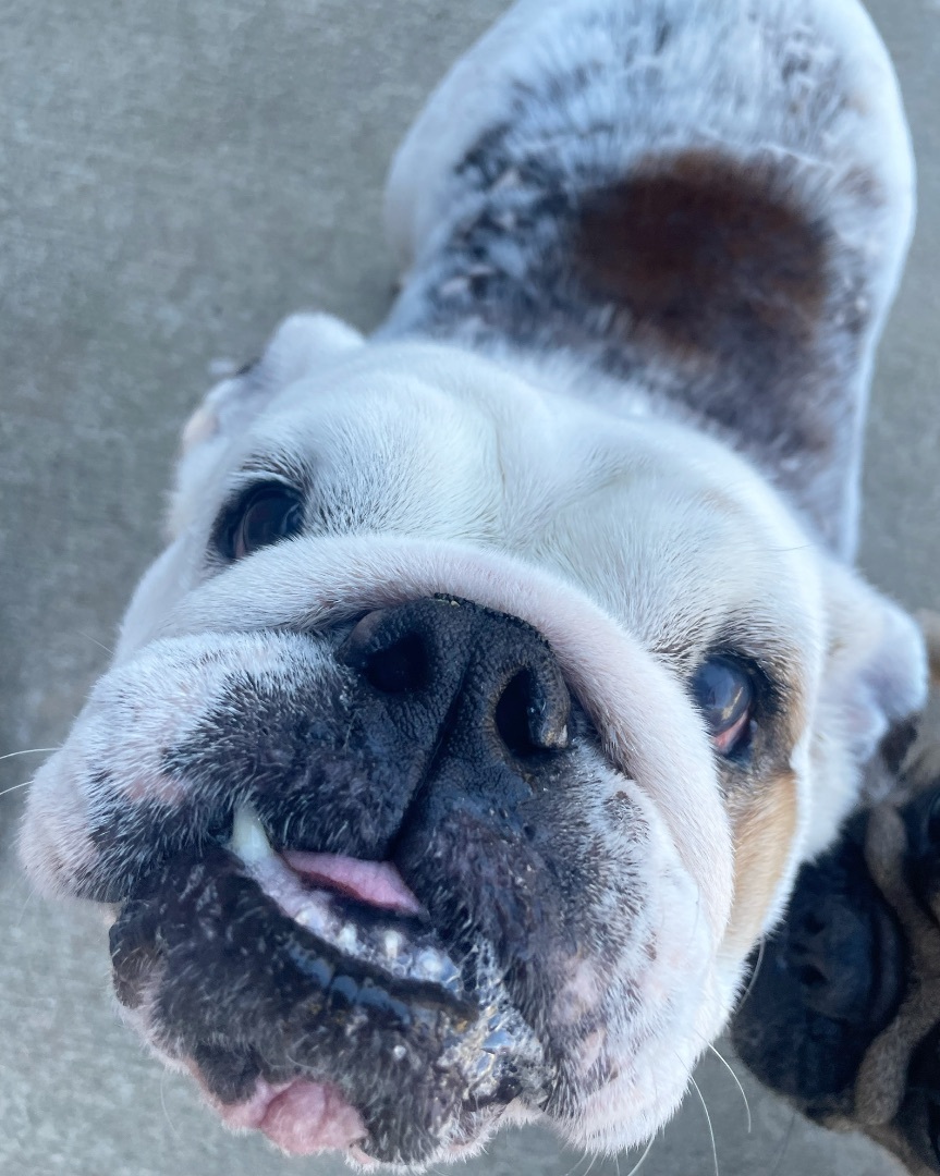 Bubbles , an adoptable English Bulldog in Sacramento, CA, 95833 | Photo Image 3