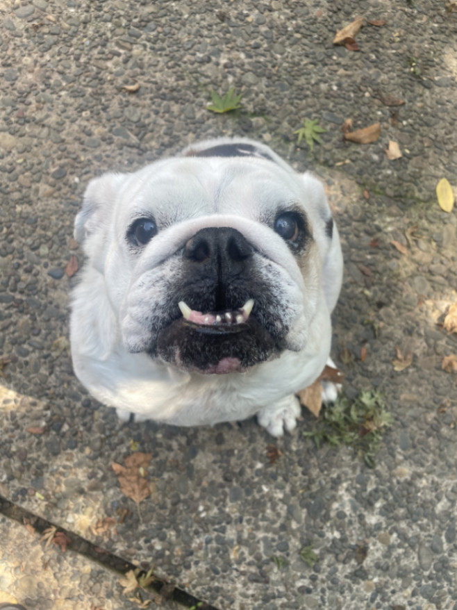 Bubbles , an adoptable English Bulldog in Sacramento, CA, 95833 | Photo Image 5