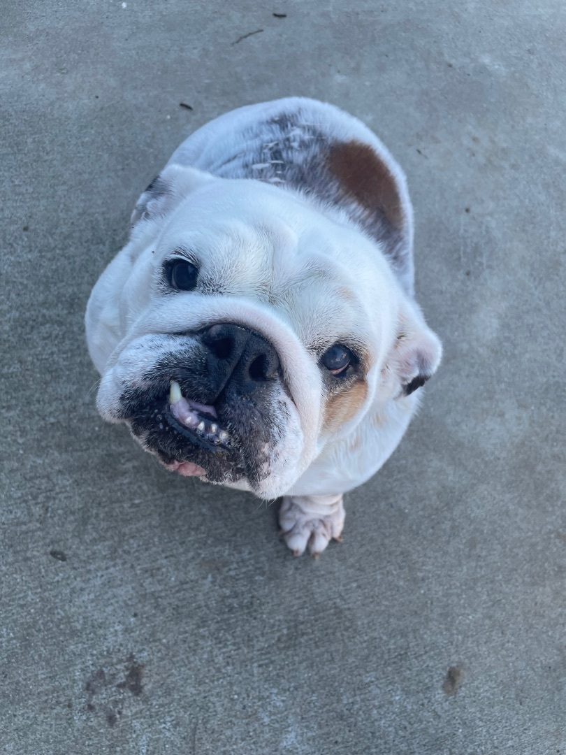 Bubbles , an adoptable English Bulldog in Sacramento, CA, 95833 | Photo Image 6