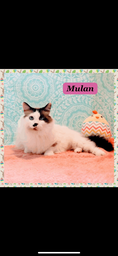 Mulan, an adoptable Snowshoe in Miami, FL, 33186 | Photo Image 1