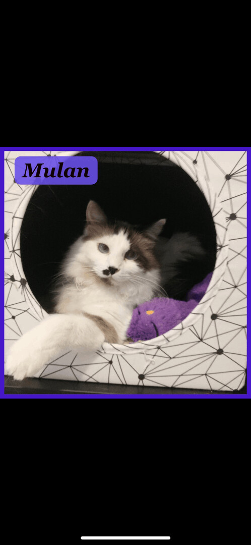 Mulan, an adoptable Snowshoe in Miami, FL, 33186 | Photo Image 3