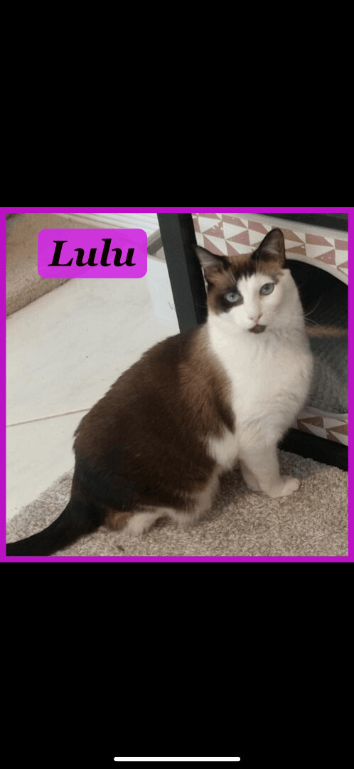 Lulu, an adoptable Snowshoe in Miami, FL, 33186 | Photo Image 3