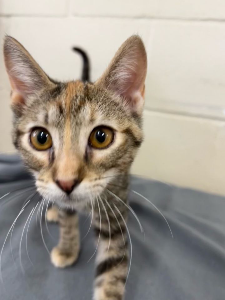Laa-Laa , an adopted Tabby & Domestic Short Hair Mix in Uvalde, TX_image-1