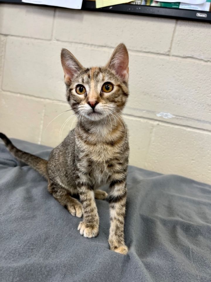 Laa-Laa , an adopted Tabby & Domestic Short Hair Mix in Uvalde, TX_image-2