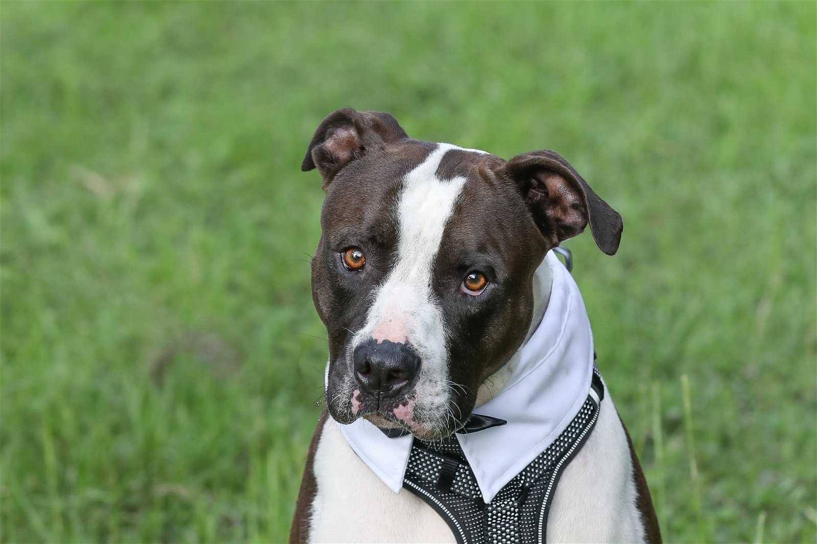 Oscar, an adoptable Mixed Breed in Gainesville, FL, 32601 | Photo Image 1