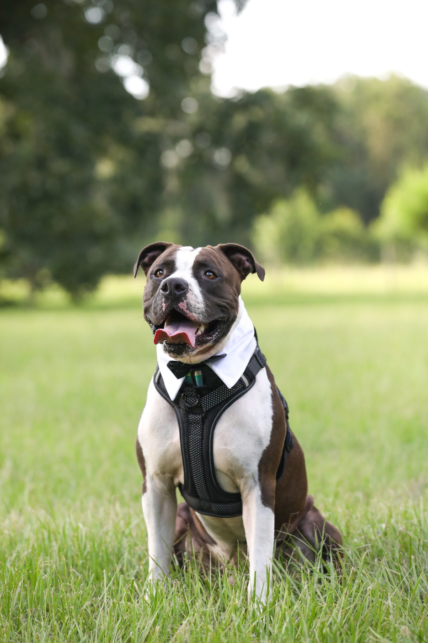 Oscar, an adoptable Mixed Breed in Gainesville, FL, 32601 | Photo Image 2