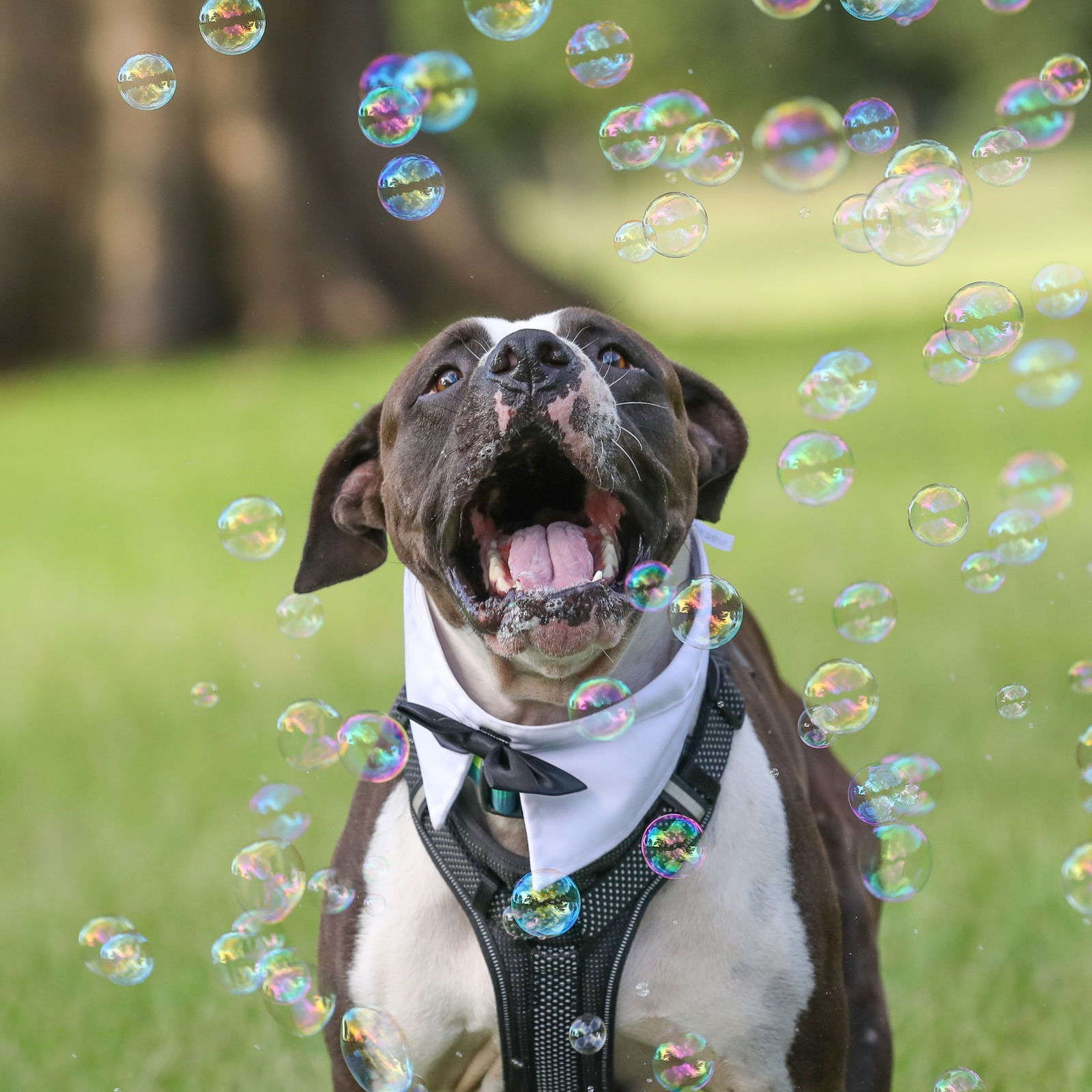 Oscar, an adoptable Mixed Breed in Gainesville, FL, 32601 | Photo Image 2