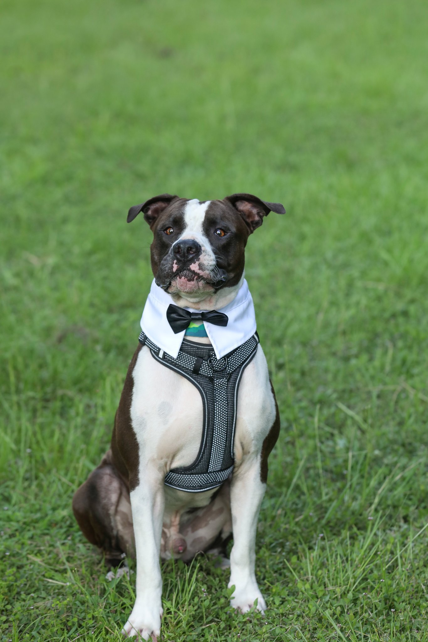 Oscar, an adoptable Mixed Breed in Gainesville, FL, 32601 | Photo Image 3