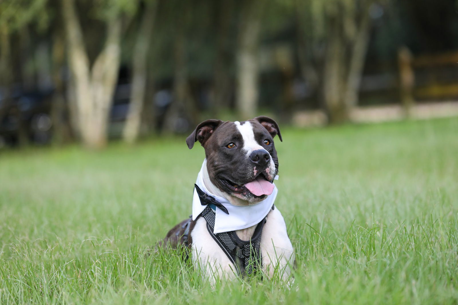 Oscar, an adoptable Mixed Breed in Gainesville, FL, 32601 | Photo Image 3