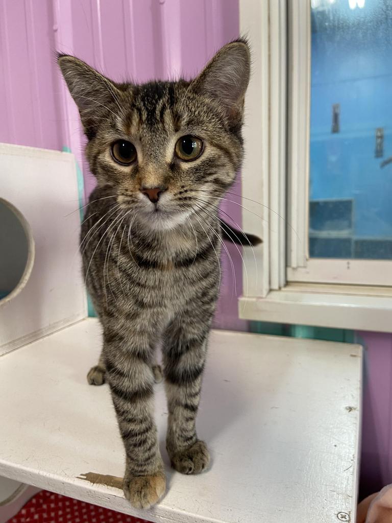 Lacey, an adoptable Tabby in Virginia, MN, 55792 | Photo Image 1