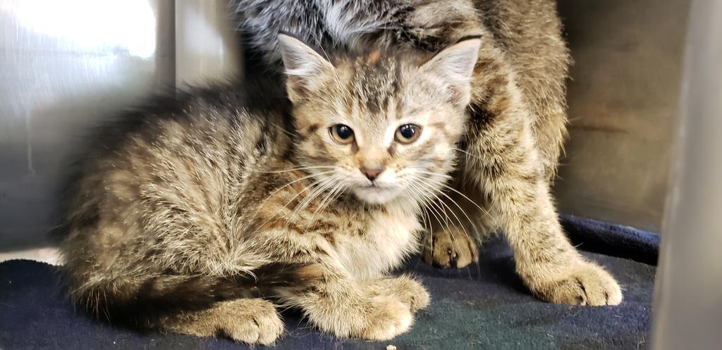 Lacey, an adoptable Tabby in Virginia, MN, 55792 | Photo Image 2