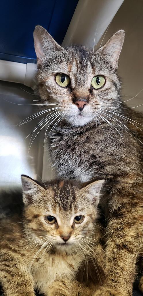 Lacey, an adoptable Tabby in Virginia, MN, 55792 | Photo Image 3