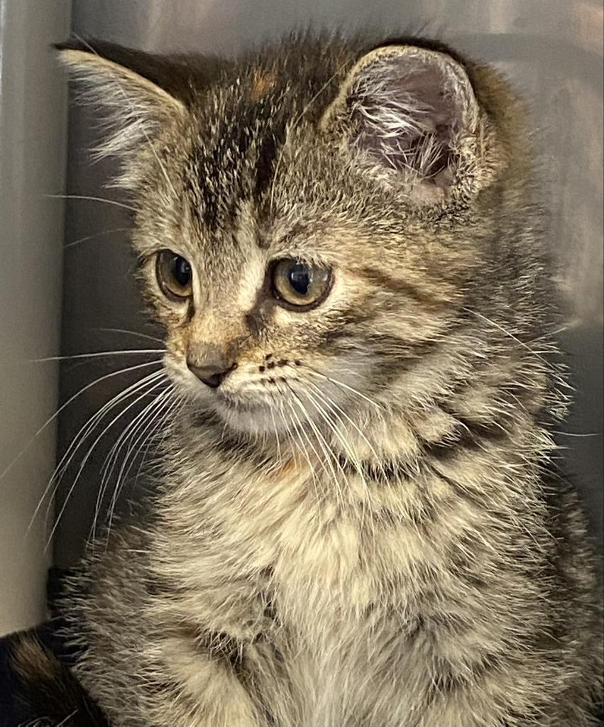 Lacey, an adoptable Tabby in Virginia, MN, 55792 | Photo Image 4