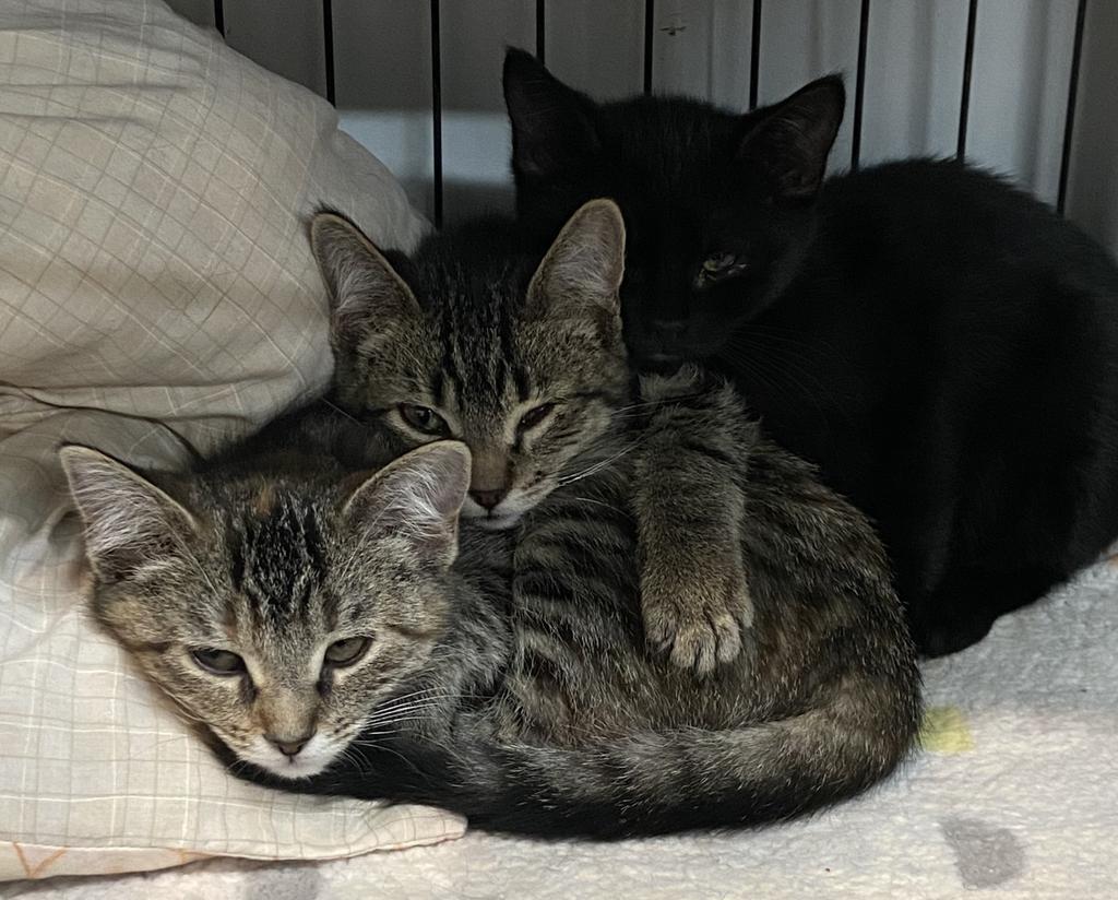 Lacey, an adoptable Tabby in Virginia, MN, 55792 | Photo Image 5