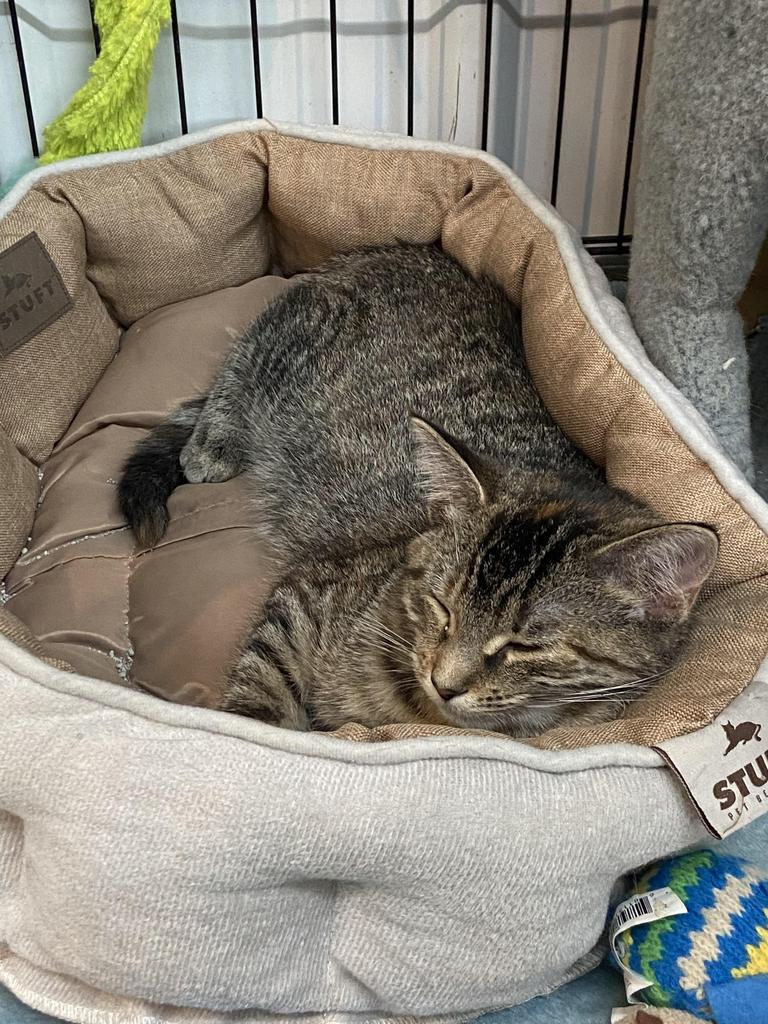 Lacey, an adoptable Tabby in Virginia, MN, 55792 | Photo Image 6