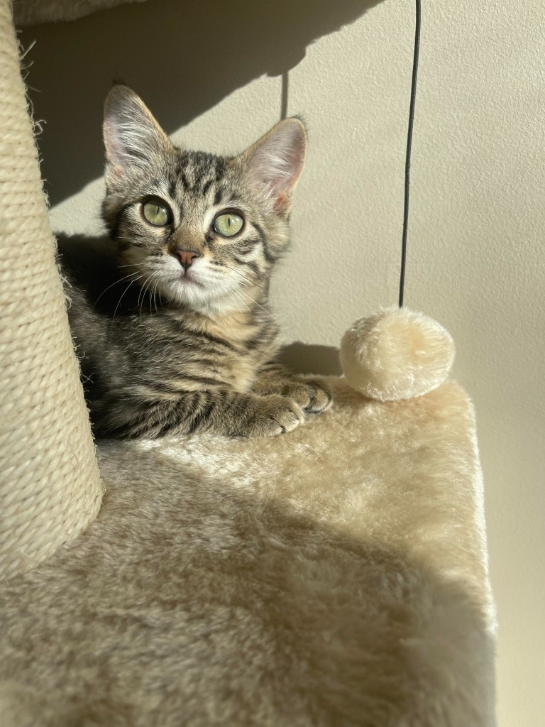 Rolly, an adoptable Domestic Short Hair in Salt Lake City, UT, 84117 | Photo Image 2