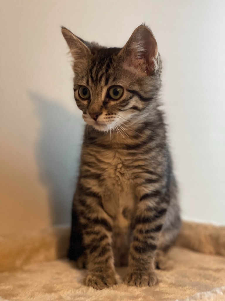 Rolly, an adoptable Domestic Short Hair in Salt Lake City, UT, 84117 | Photo Image 5