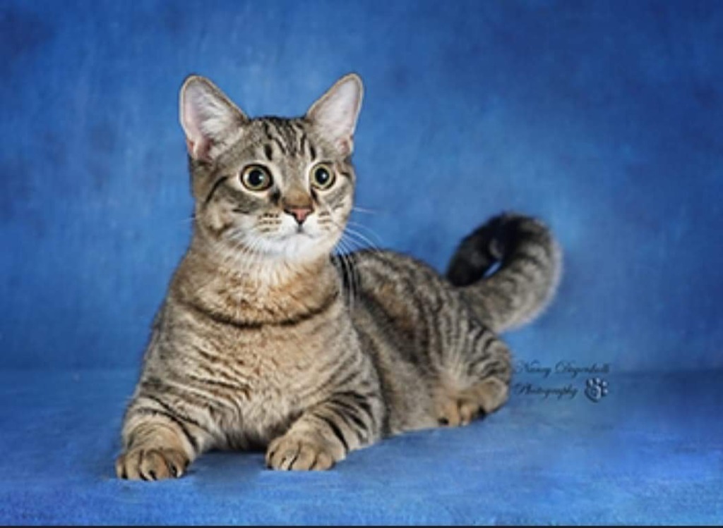 Bingo, an adoptable Domestic Short Hair in Salt Lake City, UT, 84117 | Photo Image 1