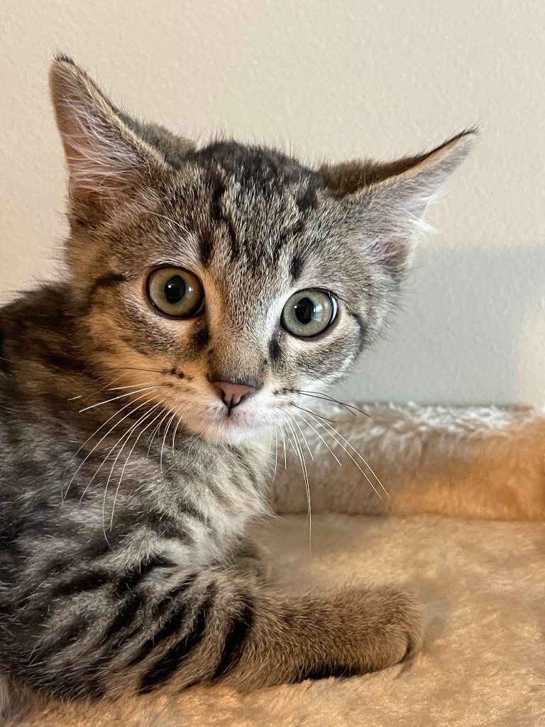 Bingo, an adoptable Domestic Short Hair in Salt Lake City, UT, 84117 | Photo Image 4