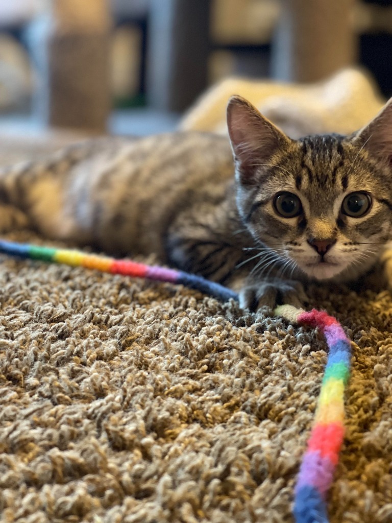 Bingo, an adoptable Domestic Short Hair in Salt Lake City, UT, 84117 | Photo Image 5