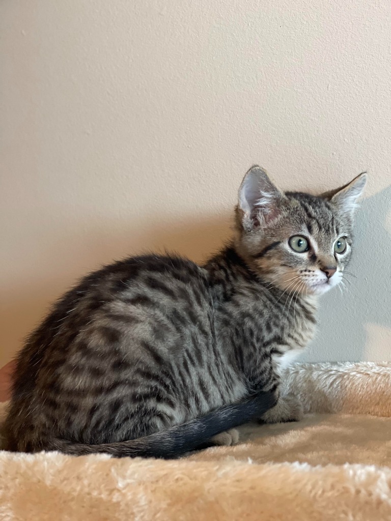 Bingo, an adoptable Domestic Short Hair in Salt Lake City, UT, 84117 | Photo Image 6