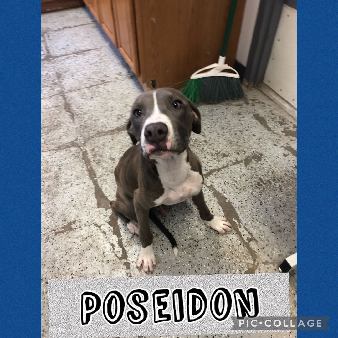 Poseidon