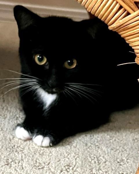 Spunky, an adoptable Tuxedo Mix in Mission Viejo, CA_image-1