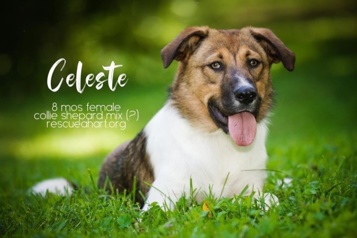 Celeste, an adoptable Collie & German Shepherd Dog Mix in Cincinnati, OH_image-1