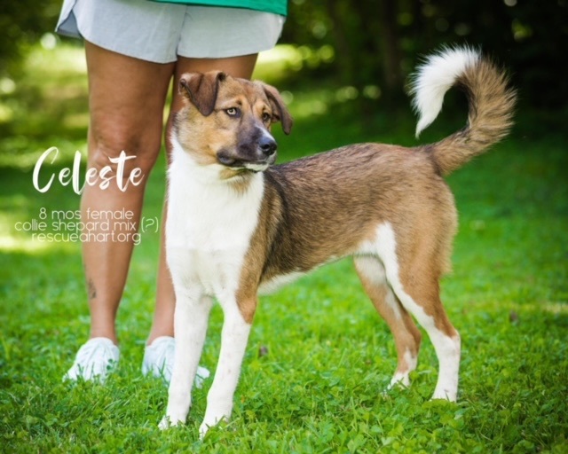 Celeste, an adoptable Collie & German Shepherd Dog Mix in Cincinnati, OH_image-3