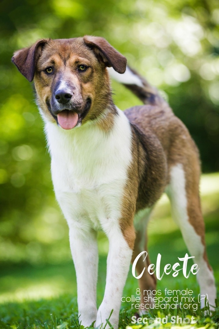 Celeste, an adoptable Collie & German Shepherd Dog Mix in Cincinnati, OH_image-5