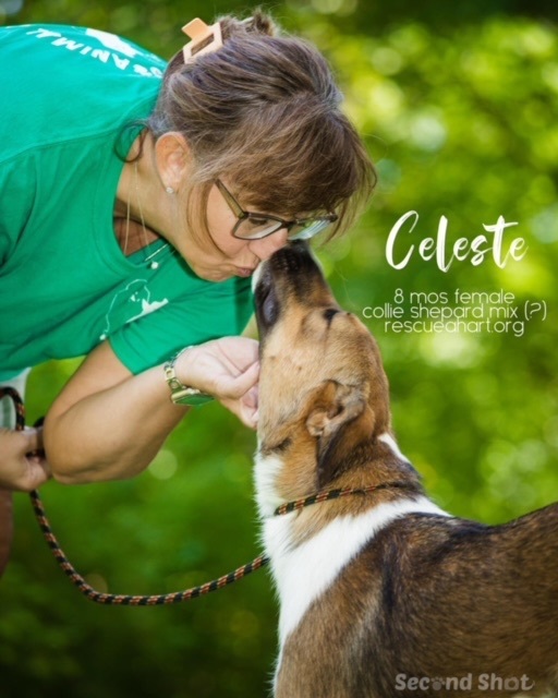 Celeste, an adoptable Collie & German Shepherd Dog Mix in Cincinnati, OH_image-6