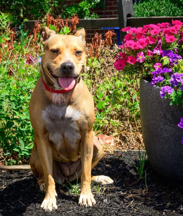 Brandy Sue, an adoptable Terrier & Pit Bull Terrier Mix in Bridgewater, NJ_image-1