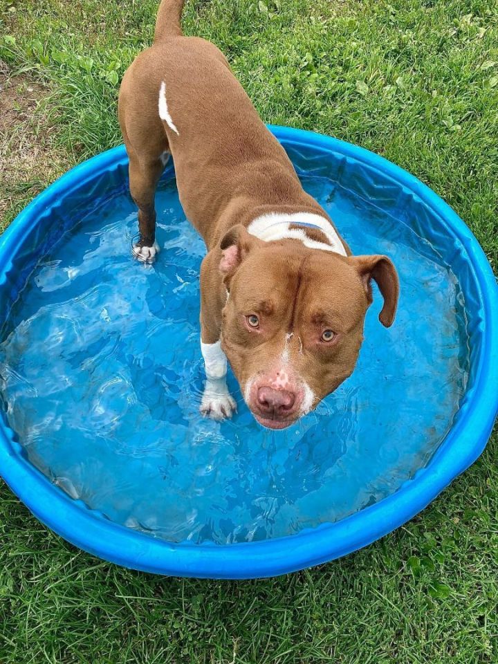 Tank, an adoptable Pit Bull Terrier in Neillsville, WI_image-1