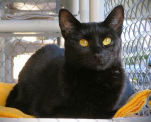 Zara, Young Female Domestic Short Hair