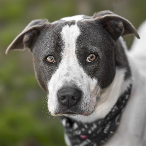 DAWSON, an adoptable Staffordshire Bull Terrier, Mixed Breed in Rosenberg, TX, 77471 | Photo Image 1