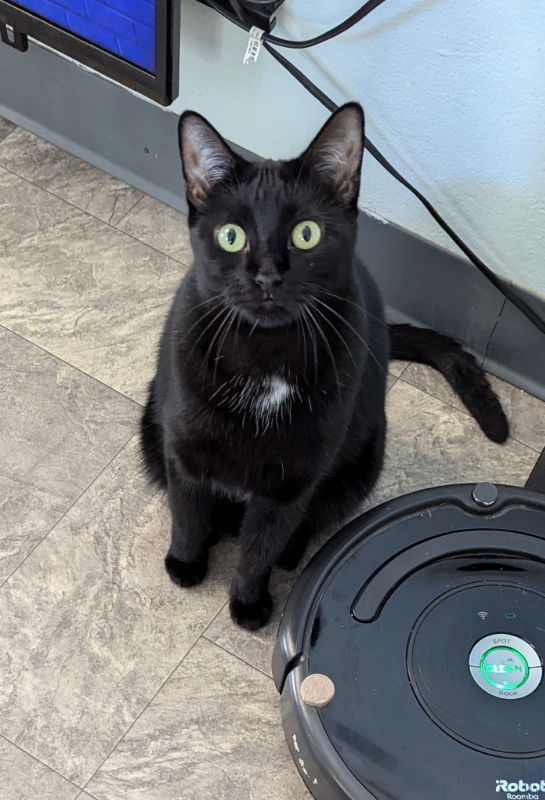 Sheba, an adoptable Domestic Short Hair, Bombay in Ocala, FL, 34482 | Photo Image 1