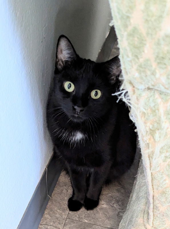 Sheba, an adoptable Domestic Short Hair, Bombay in Ocala, FL, 34482 | Photo Image 2